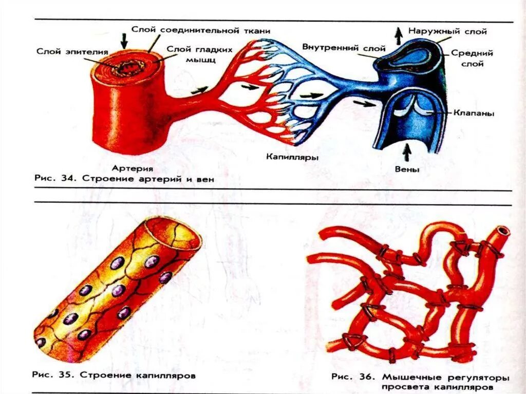 Артерии и вены тест. Схема строения кровеносных сосудов. Строение вен артерий и капилляров рисунок. Строение кровеносных сосудов человека Вена и артерия. Кровеносные сосуды схема.