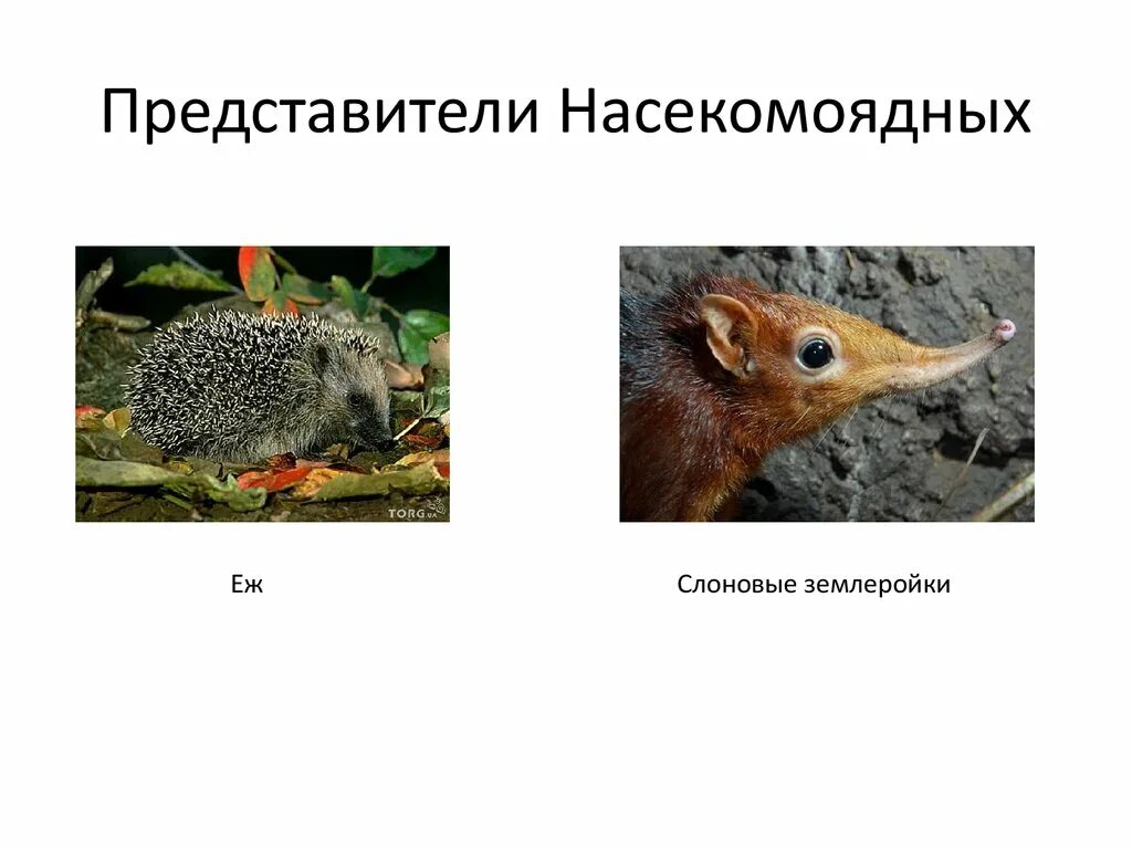 К насекомоядным млекопитающим относят