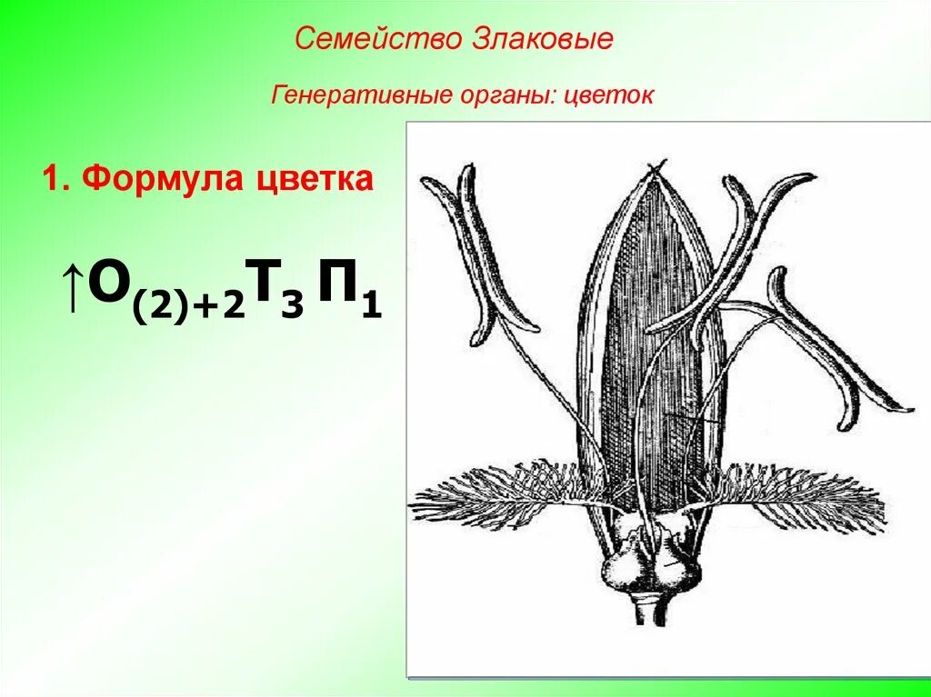 Какую формулу цветка имеют злаки. Строение цветка злаковых формула. Формула цветка семейства злаки. Формула цветка злаковых 6 класс биология. Злаковые Мятликовые формула цветка.