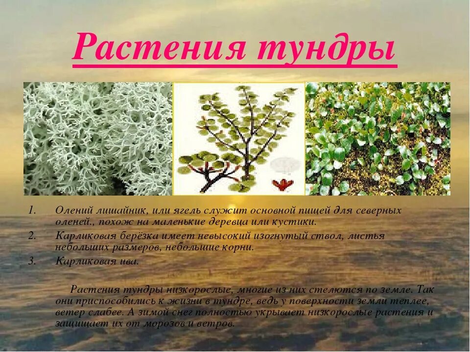 Сообщение 4 класс окружающий растения тундры. Растения тундры. растительный мир тундры. травянистые растения тундры. растения тундры и их названия.
