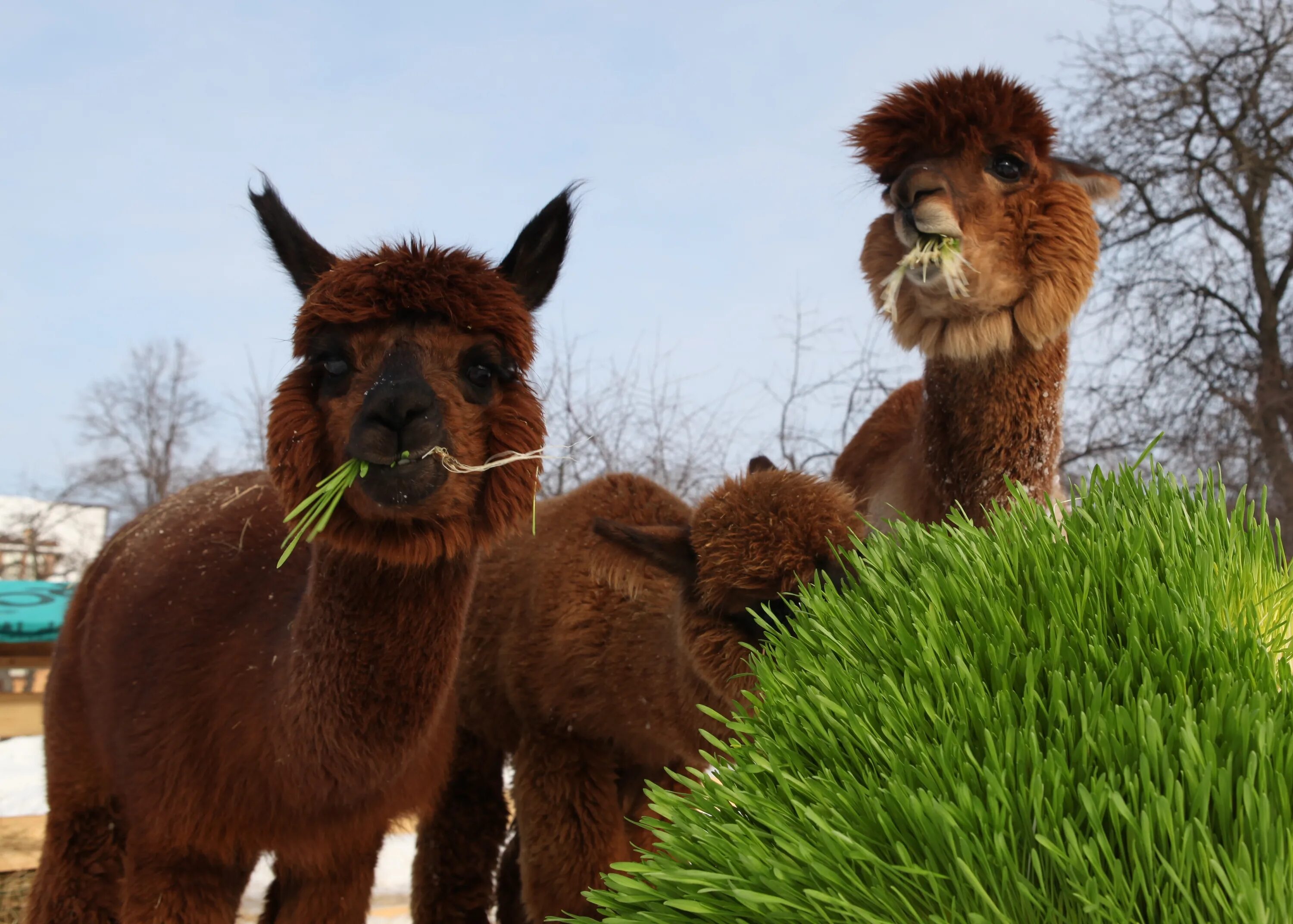 Ферма альпак дмитровский. Альпаки дмитров. Ферма альпак дмитровский. Ферма лам и альпак в подмосковье. Альпаки дмитров.