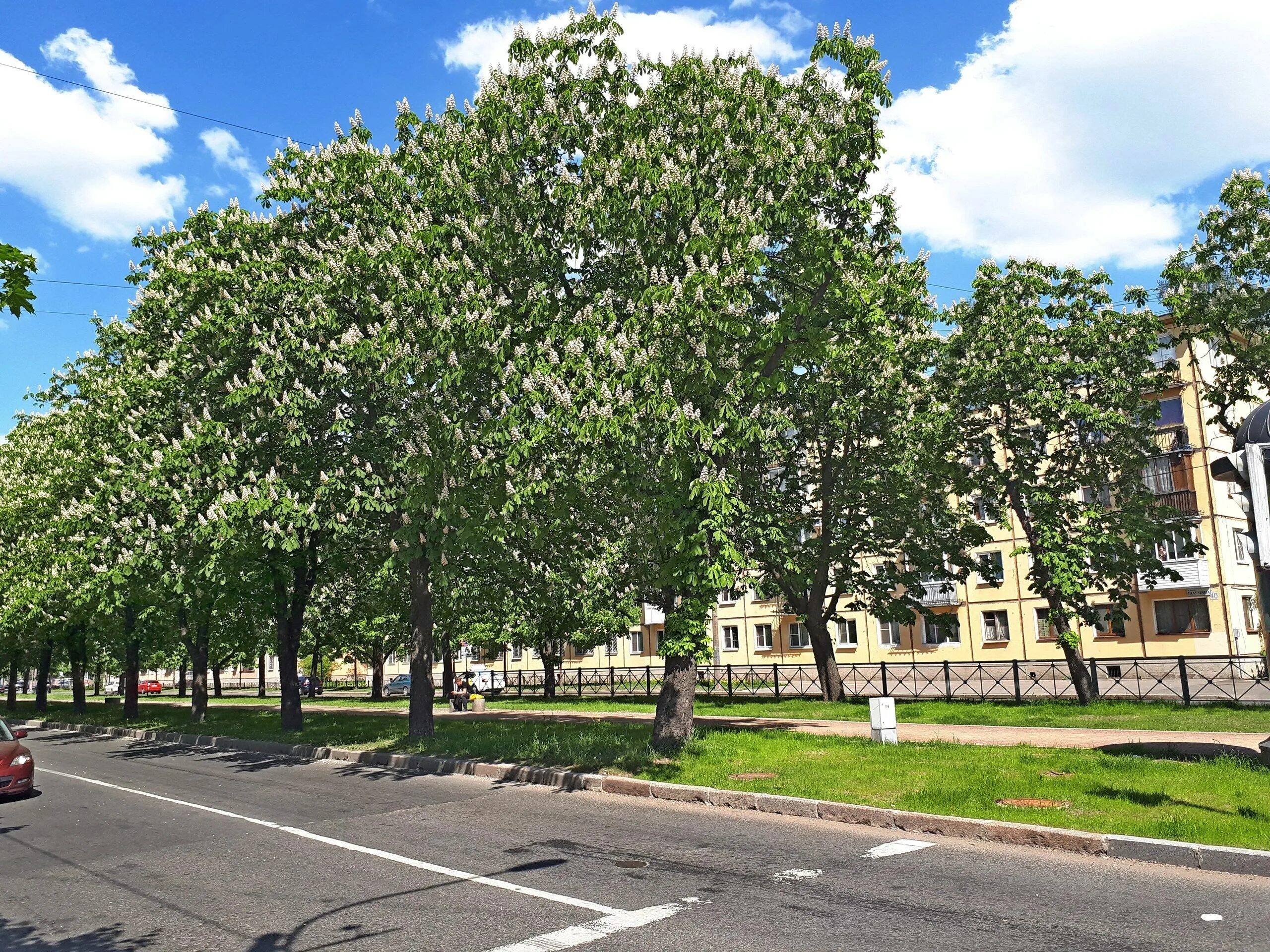 Аллея каштанов Шаумяна. Аллея каштанов в Москве. Каштановая аллея СПБ. Александрия Каштановая аллея. Ул каштановая индекс