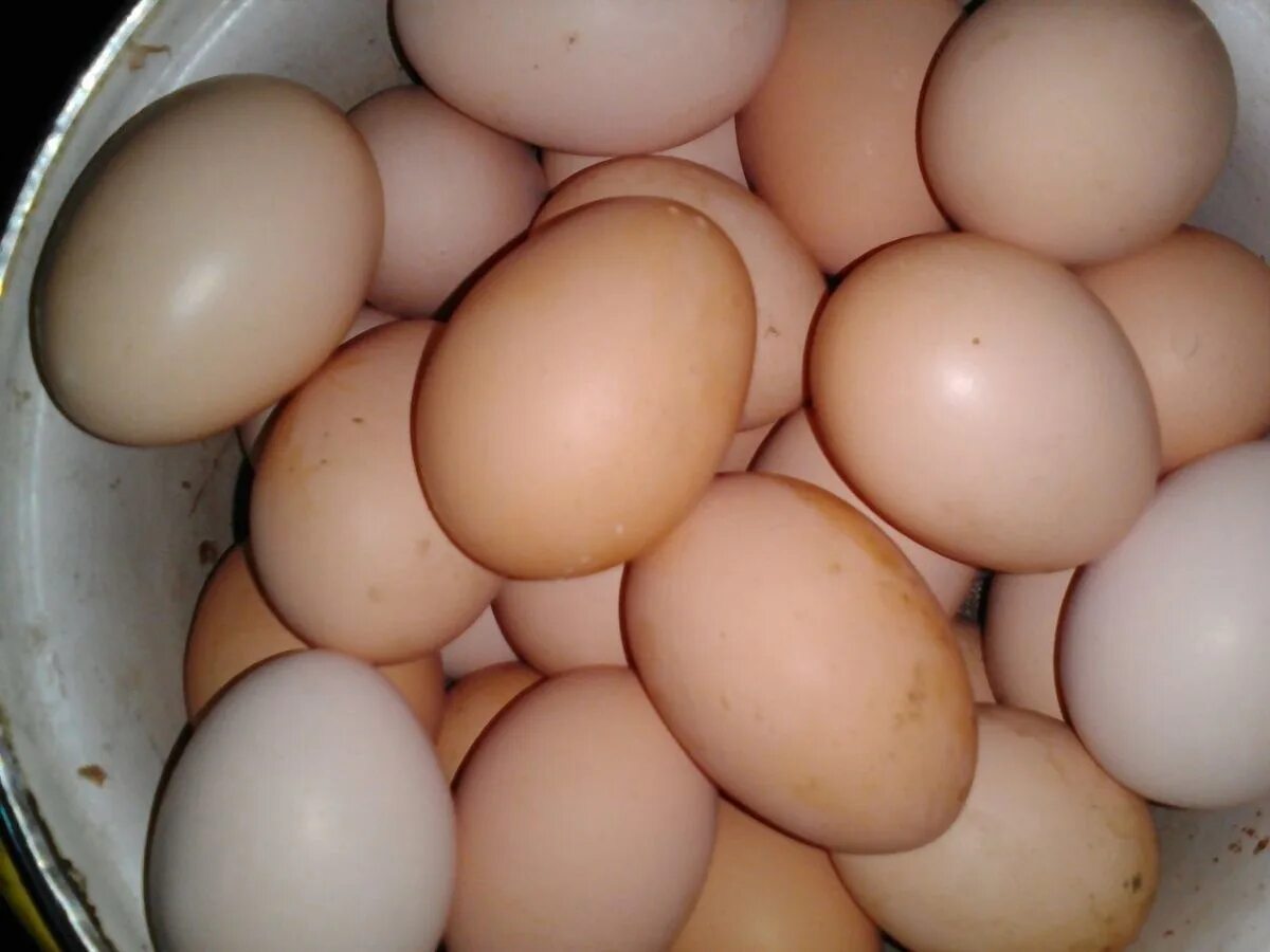 Домашние яйца. Яйцо куриное. Домашние куриные яйца. Яйца Деревенские.