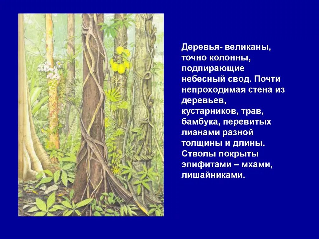 Фикус природная зона. Дерево и эпифит Тип взаимоотношений. Природная зона экваториальные леса ярусы. Зона деревья образуют много ярусов. Растения в экваторном лесу живущие на стволах и ветвях деревьев.