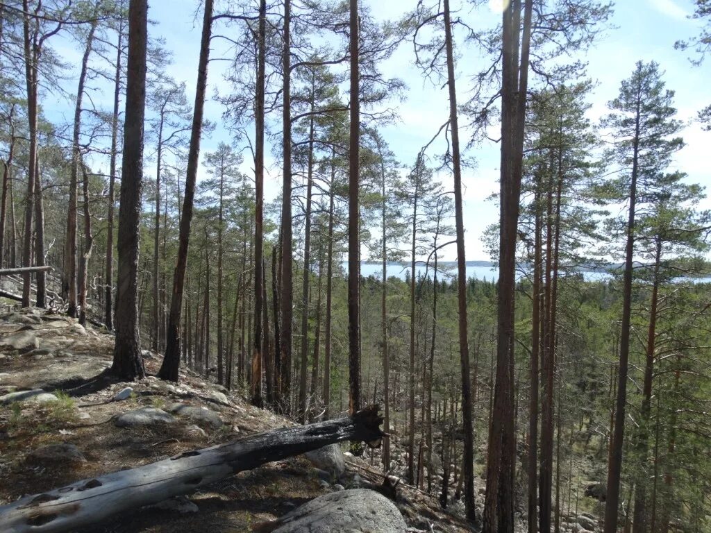 карта глубин оз отрадное приозерский район. авария на линии электропередач. станция 131 км ленобласть. моторное приозерский район на карте. озеро лебяжье ленинградская область выборгский район.