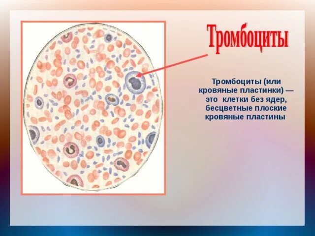 Тромбоциты безъядерные фрагменты клеток