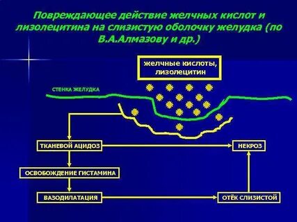 Повышены желчные кислоты у собаки