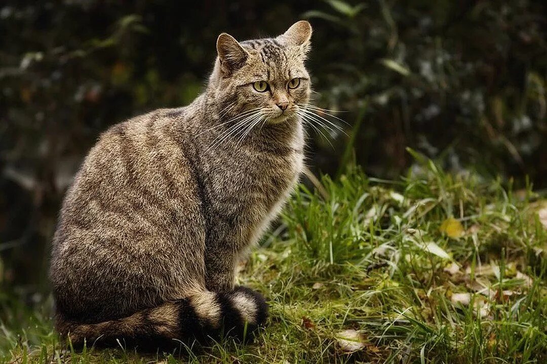 Лесной кот Felis Silvestris. Кавказская Лесная кошка Felis Silvestris Caucasica. Шотландская Лесная кошка. Европейская Дикая Лесная кошка короткошёрстная. Дикий 10 на русском