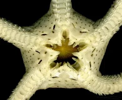 You Say Starfish, I Say Sea Star - Coastwatch CurrentsCoastwatch