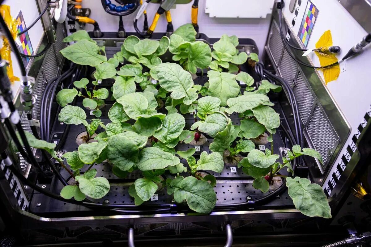 Какой овощ первый вырастили в космосе. Оранжерея Veggie МКС. Растения выращенные в космосе. Растения на МКС. Оранжереи для выращивания растений в космосе.