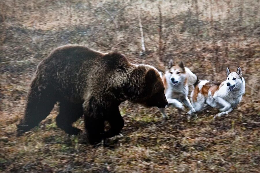 Лайка с медведями