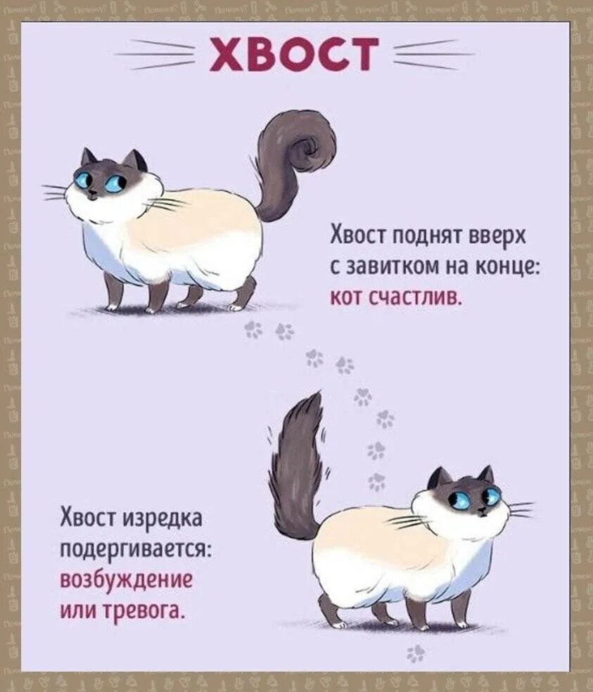 Как понять язык кошек. Кошачий язык картинки. Кошачий язык как понять кошку. Кошачий язык учить.