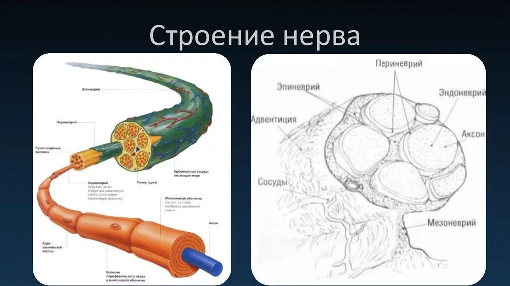 Строение нерва рисунок. Строение нерва эндоневрий. Строение нерва анатомия. Строение нерва эпиневрий эндоневрий. Эпиневрий периневрий эндоневрий схема.