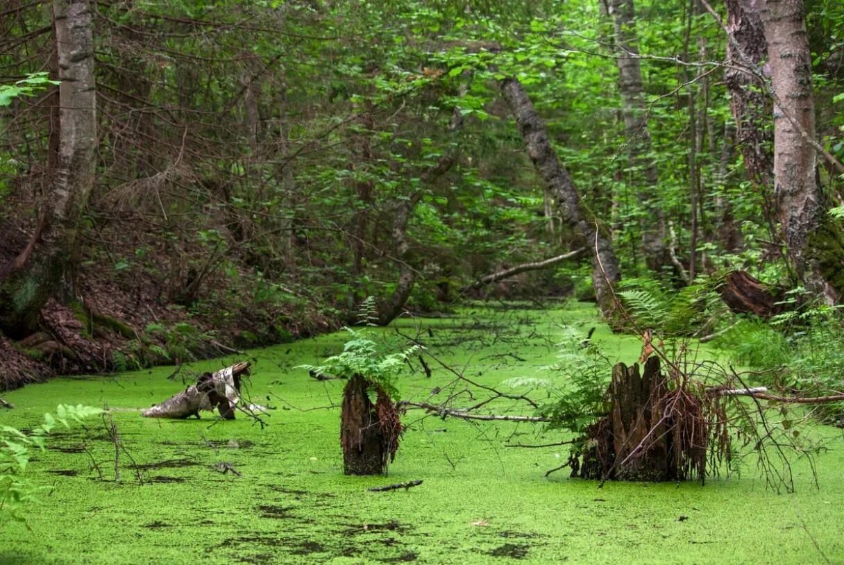 Где то среди леса среди леса. Логово Кикиморы болото. Сказочное болото. Леший болото. Болота в лесу.