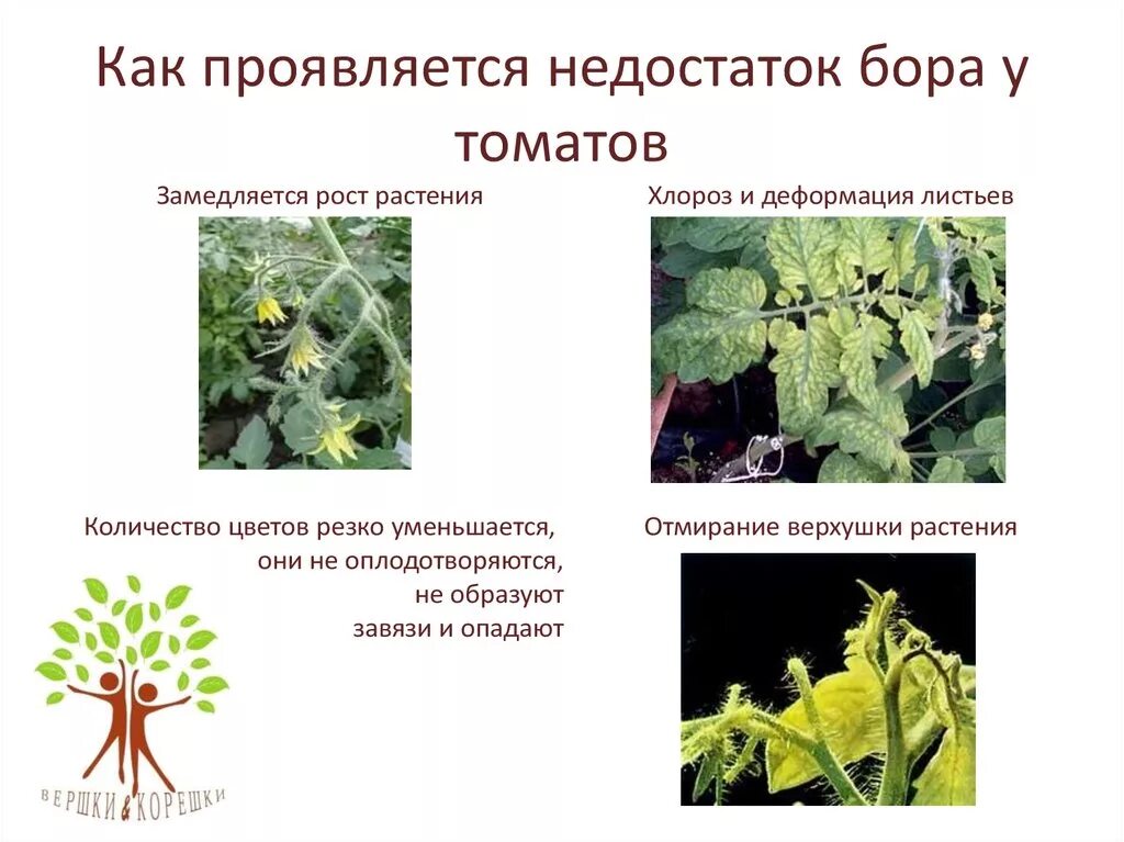 Избыток Бора у растений. Недостаток Бора у растений. Дефицит Бора у томатов. Нехватка у томатов. Проявленные недостатки