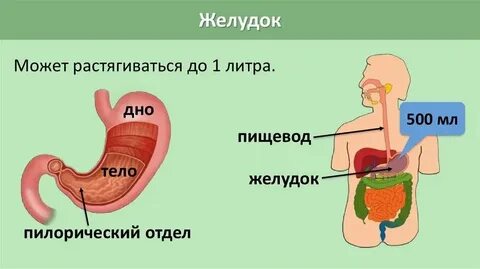Объем желудка у ребенка в 1 год