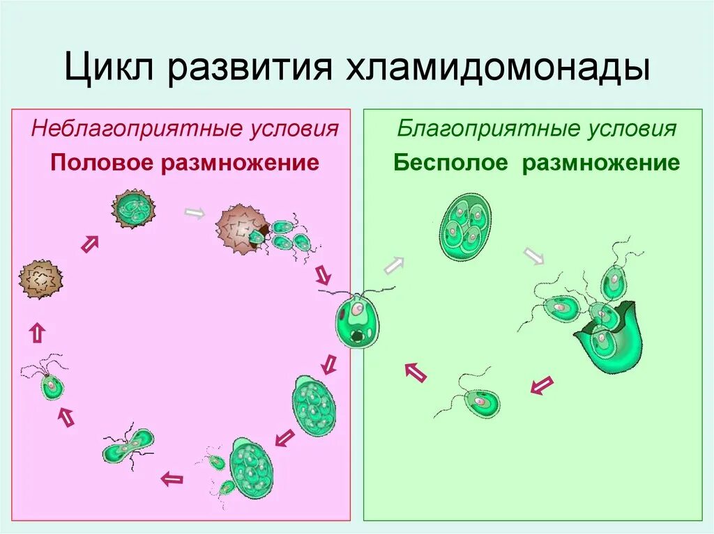 Размножение водорослей 6 класс. Жизненный цикл одноклеточных водорослей схема. Циклы развития растений хламидомонада. Размножение и циклы развития водорослей. Жизненный цикл развития хламидомонады.