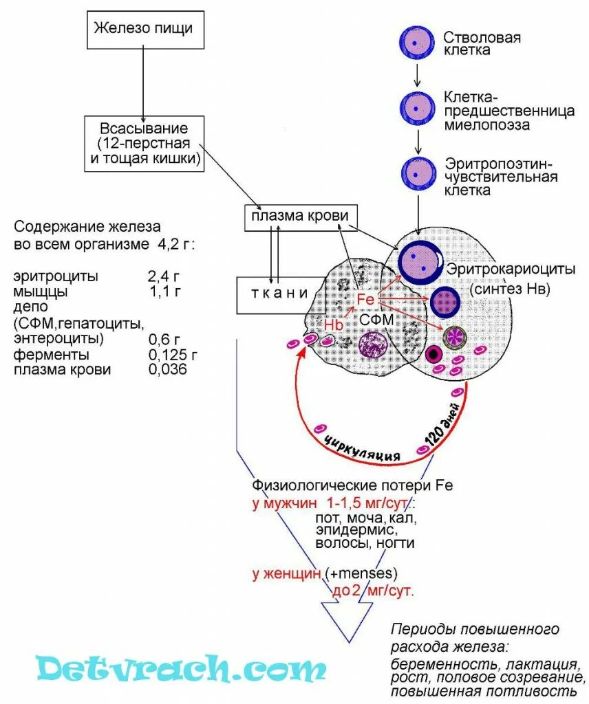 Обмен железа в печени. Схема метаболизма железа в организме. Схема всасывания железа в организме. Схема обмена железа в организме биохимия. Метаболизм железа схема.