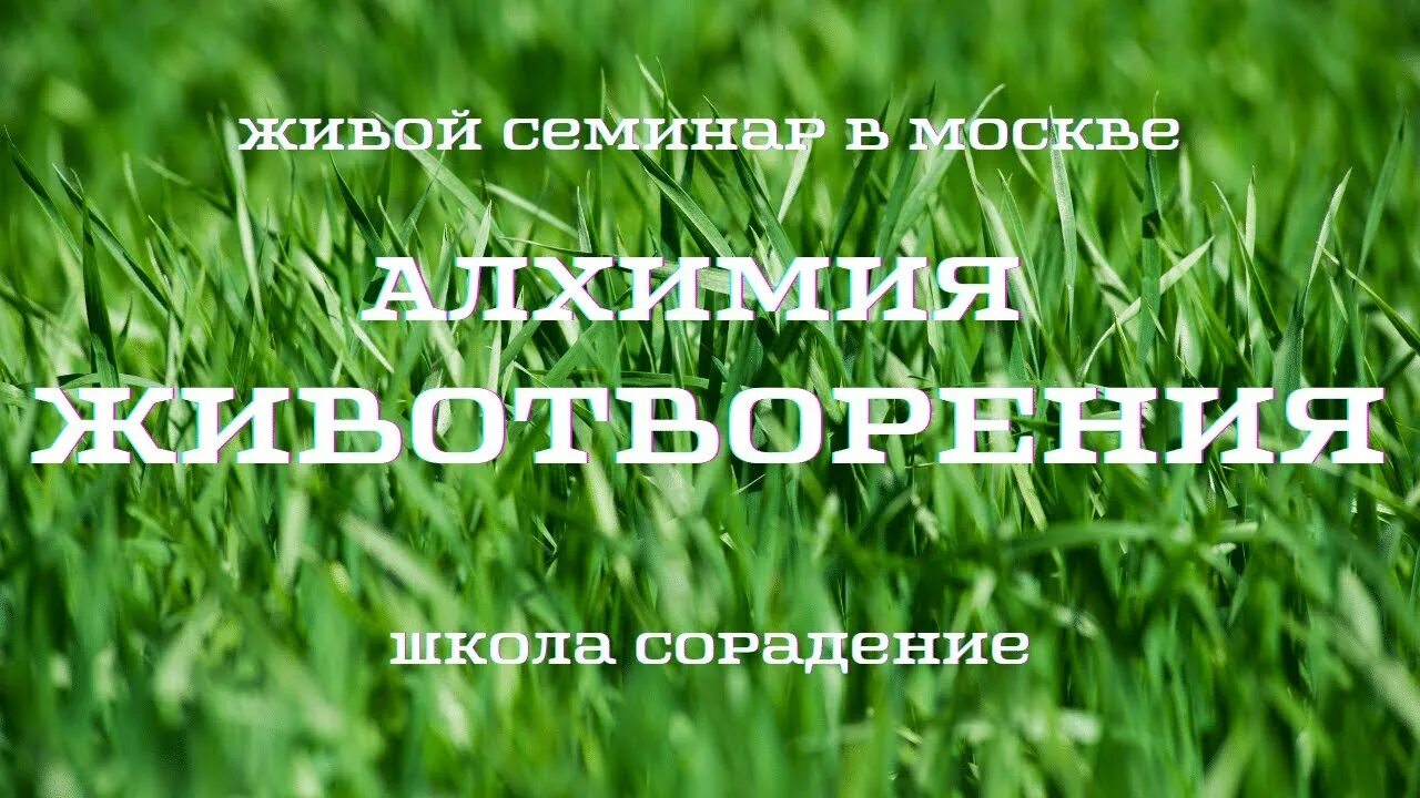 Сорадение сайт. Гарат сорадение. Школа сорадение. Практики сорадение. Кирилл Комлев сорадение.