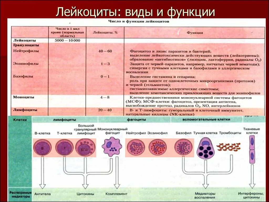 Лейкоциты в крови типы