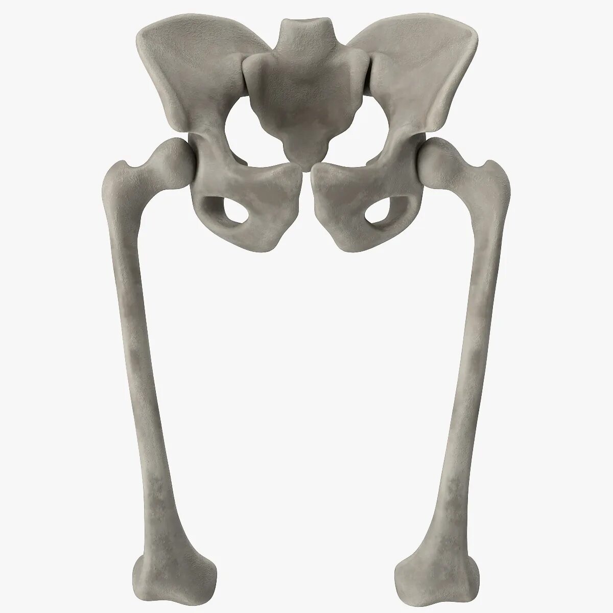 Три тазовые кости. Тазовая кость 3д. Тазовая кость 3д модель. Pelvis Bones. 3д модель костей таза.