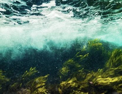 Найди водоросли