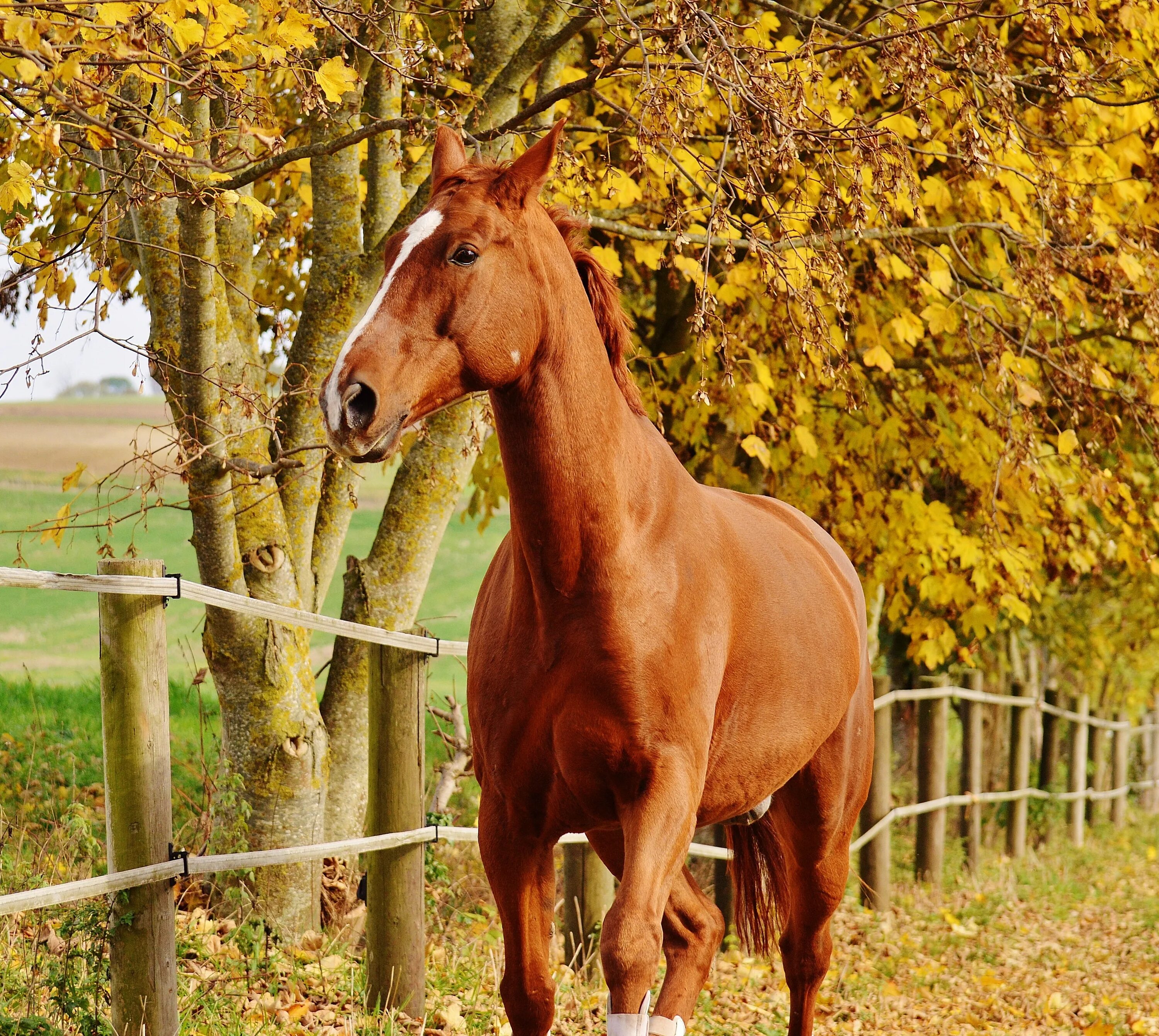 На рыжем коне. Кигер Мустанг гнедой. Рыжая масть лошади. Коричневая лошадь. Красивая рыжая лошадь.