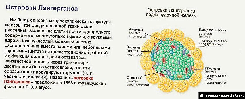 Альфа клетки островков лангерганса. Строение поджелудочной железы островки Лангерганса. Функции клеток островков Лангерганса. Функция островков Лангерганса поджелудочной железы.