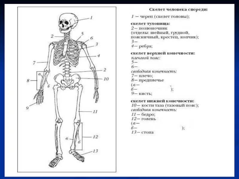 Строение скелета человека ЕГЭ биология. Строение скелет кости человека биология 8 класс. Строение скелета 8 класс биология. Строение скелета человека 8 класс биология.