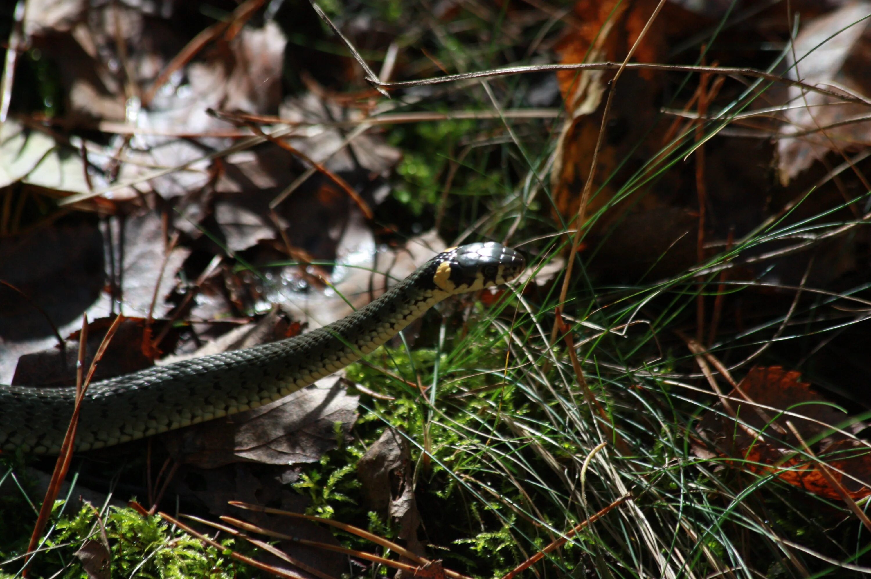 Grass snake. Обыкновенный уж. Лесной полоз. Snake  гадюка Forest. Уж в лесу.