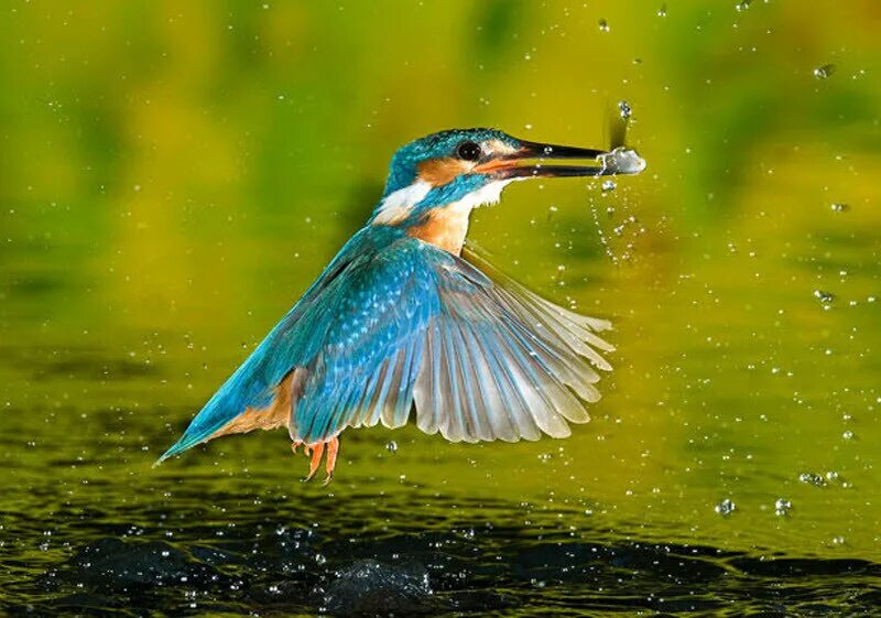 Шалфейный тетерев самец. Иглохвостый стриж птица. Какую птицу называют летающим драгоценным камнем. Европейский пчелоед. Странные птицы.