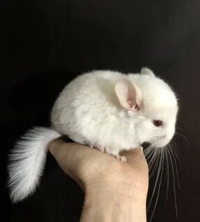 Стоит шиншилла
