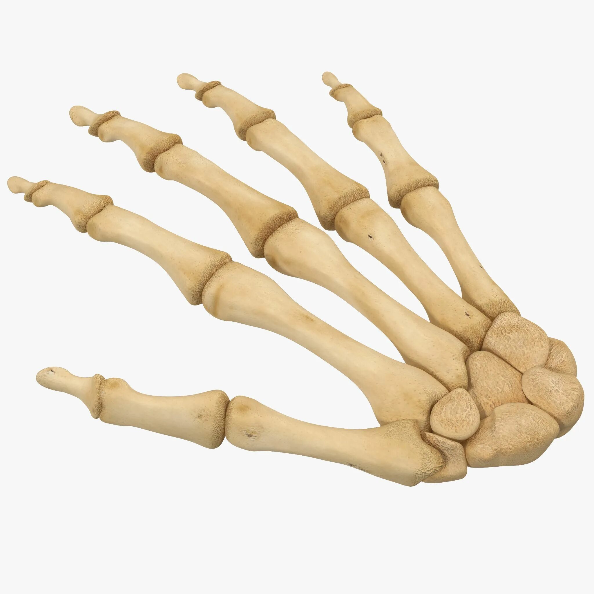 Скелет кисти. Кость руки. Костяная рука. 3d модель кисть скелета. Hand bone