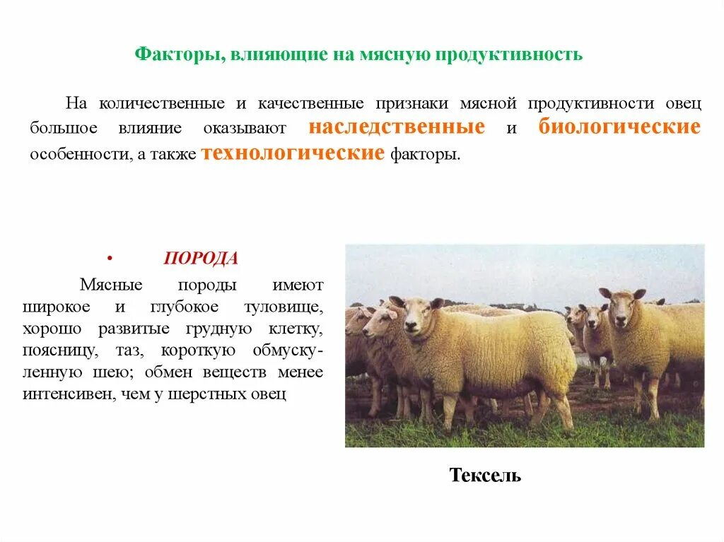 Факторы влияния на мясную продуктивность КРС. Факторы влияющие на продуктивность овец. Факторы влияющие на мясную продуктивность овец. Факторы продуктивности животных.