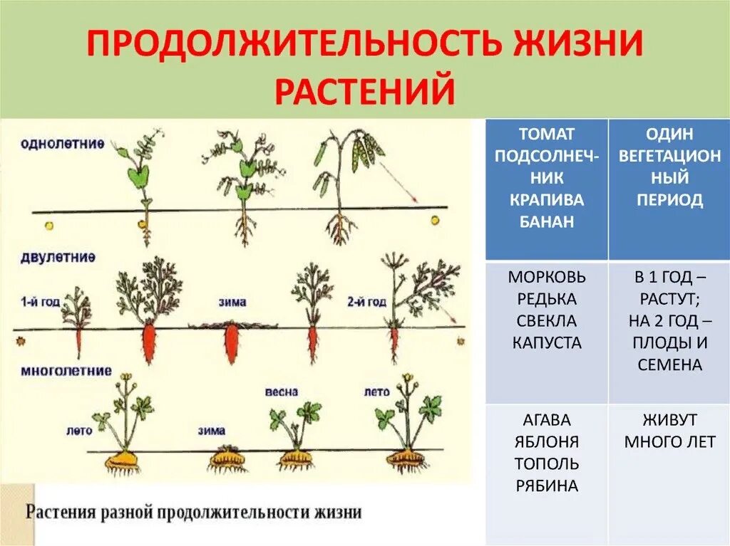 Растения по продолжительности жизни. Продолжительность жизни растений. Срок жизни растений. Цветковые по продолжительности жизни.