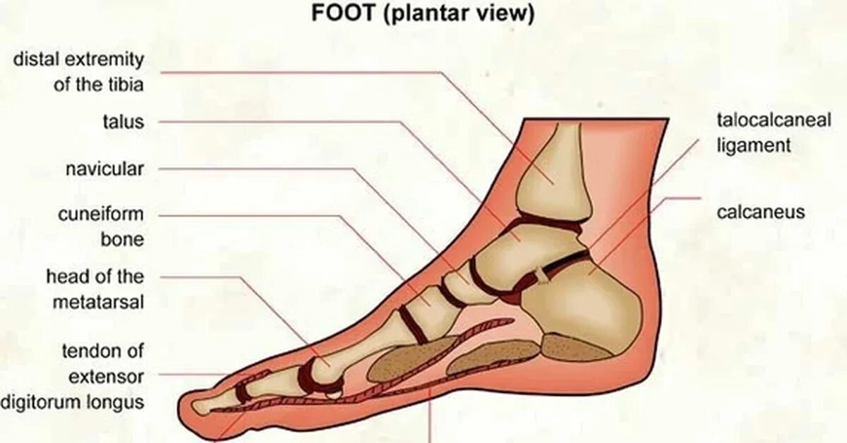 Боли в стопе снизу. Болит нога в верхней части стопы. Болит верхняя часть стопы.