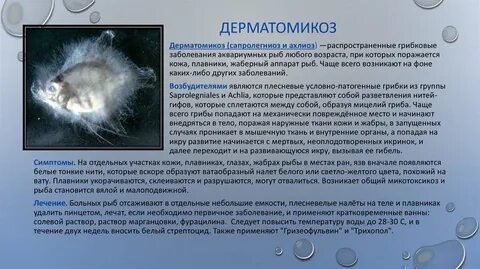 Жетілген әйел жұмыста трахает алады (фото)