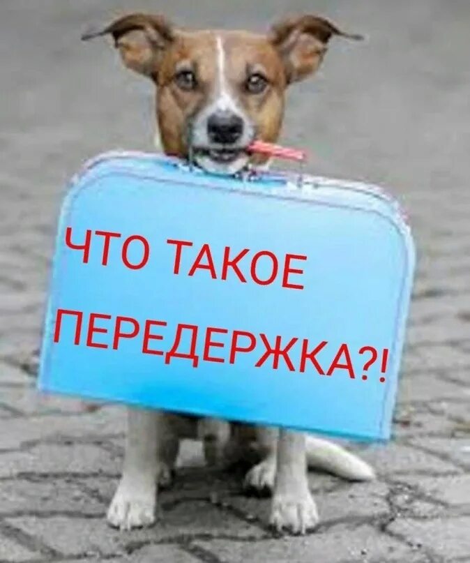 Передержка собак реклама. Оставить на передержку. Платная передержка. Отель для собак. Передержка собак.