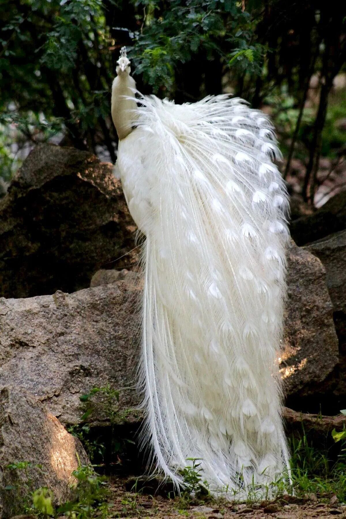 При низких температурах воздуха птицы распушают перья. Павлин альбинос. Белый Королевский Павлин. Белый Павлин альбинос. Павлин яванский альбинос.