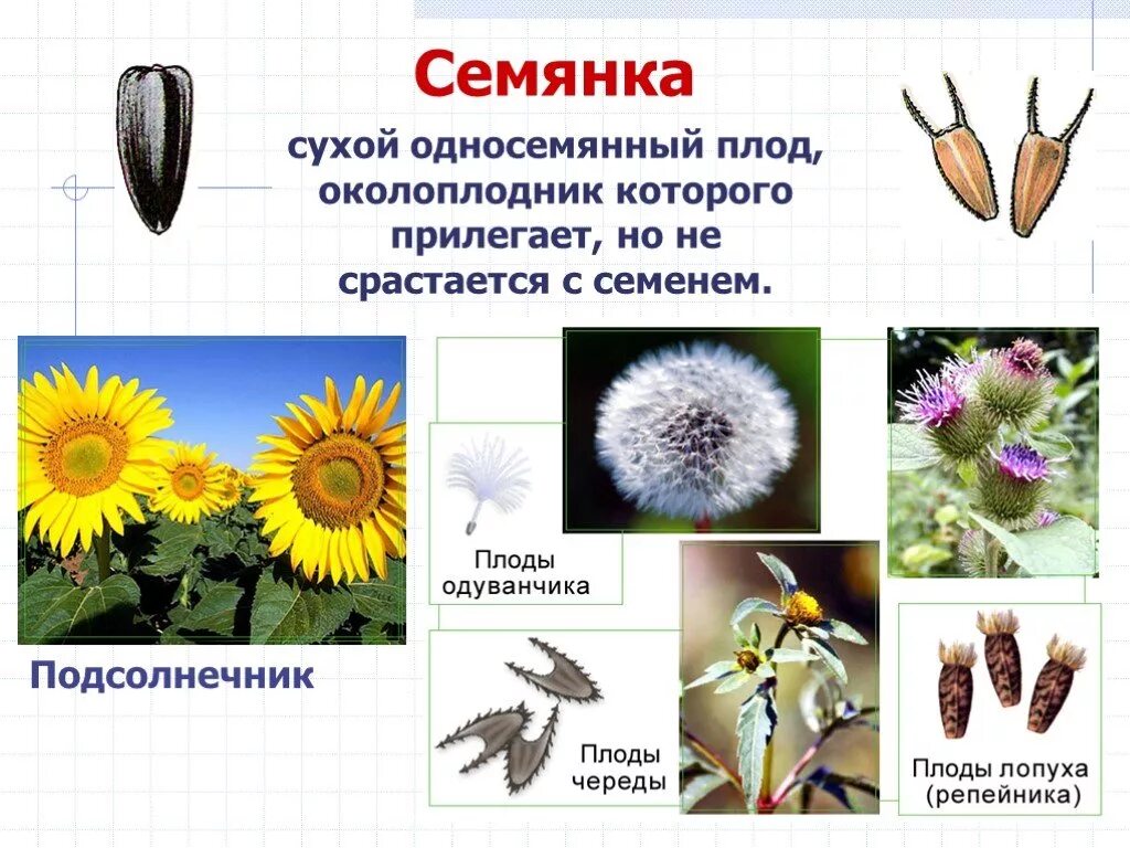 Околоплодник подсолнечника. Плод семянка астровых. Сухие односемянные семянка. Подсолнух плод семянка. Плод семянка строение.