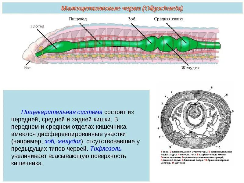 2 группы кольчатых червей. Анатомия кольчатых червей. Кольчатые черви строение 7 класс. Кольчатые черви строение тела. Тип кольчатые черви Annelida.