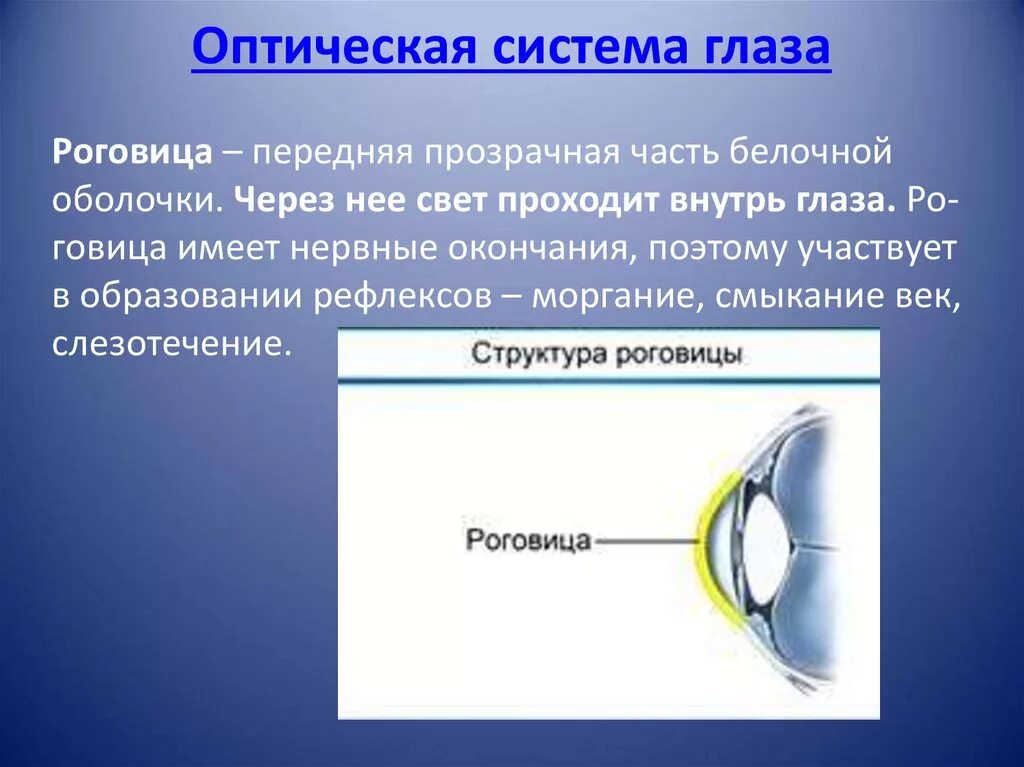 Роговица это передняя прозрачная часть. Оптическая система глаза. Передняя прозрачная часть белочной оболочки глаза. Функции роговицы. Роговица характеристика