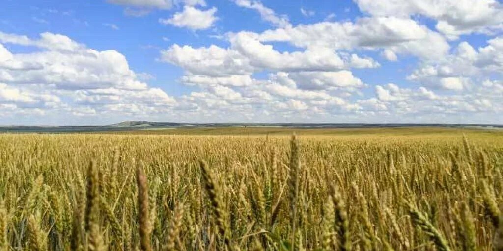 16 08 2023. Пшеничное поле Самарская область локация. Поле Колосков Тольятти.