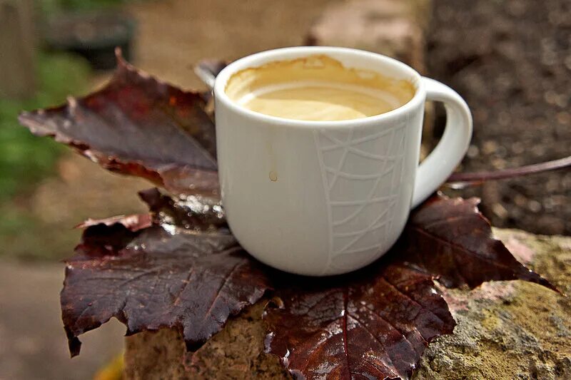 Осень горячий кофе. Осенний кофе. Осень кофе. Осенняя чашка кофе. Утро кофе осень.
