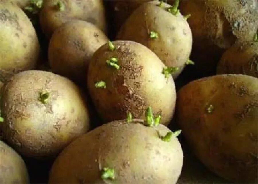 Пророщенный клубень картофеля. Зеленые ростки картофеля. Картошка с ростками. Зеленые ростки картофеля. Картофель с длинными ростками.