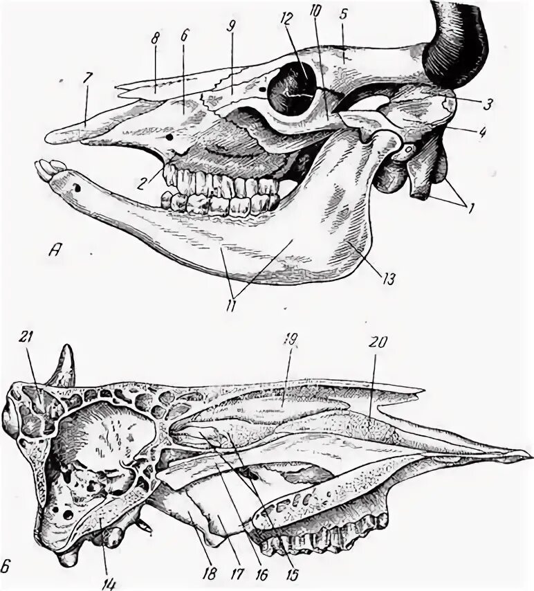 Височная кость домашних животных. Кости черепа собаки анатомия. Верхнечелюстная пазуха у коровы. Череп лошади с дорсальной поверхности. Височная кость крс строение.