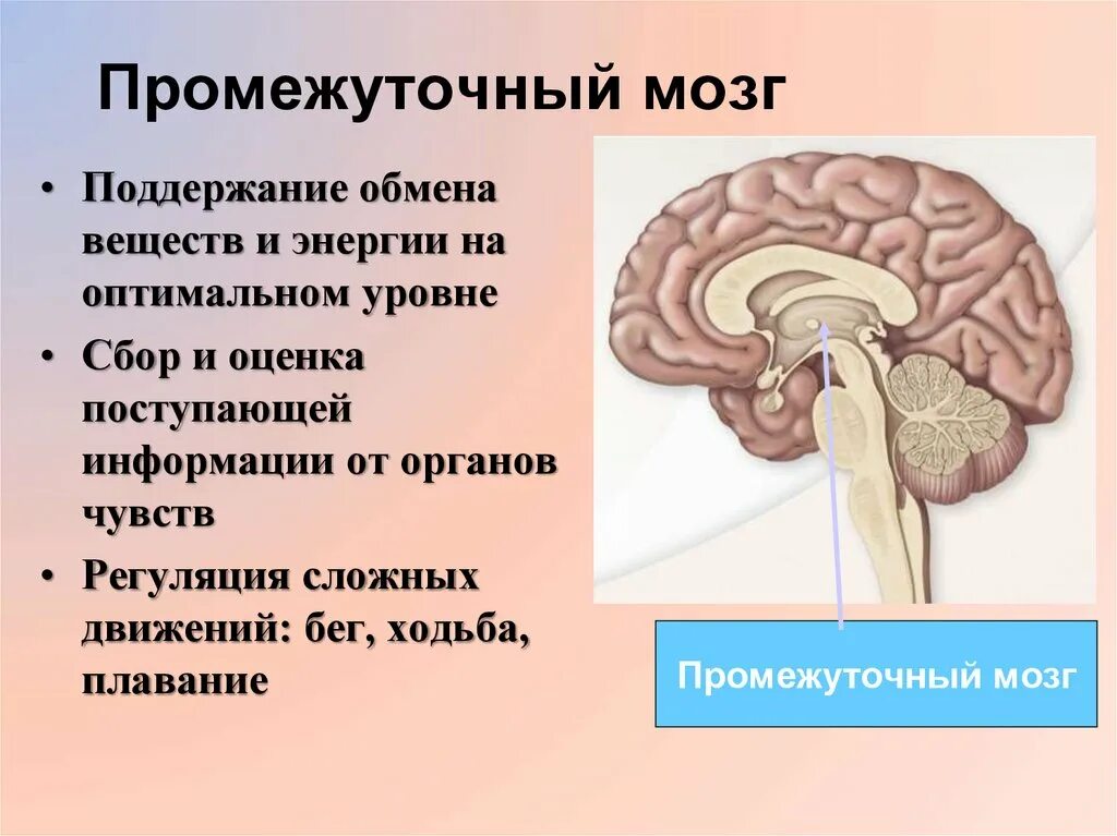 Строение головного мозга презентация. Промежуточный мозг. Промежуточный мозг обмен веществ. Мозг для презентации.