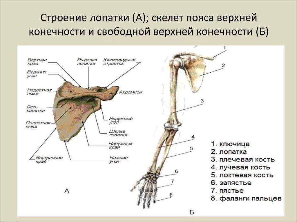 Скелет верхних конечностей человека анатомия лопатка. Строение костей пояса верхних конечностей. Кости плечевого пояса и свободной верхней конечности. Строение скелета верхней конечности анатомия.