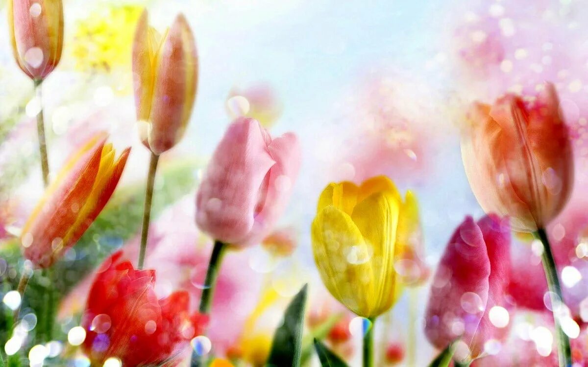 Обои с тюльпанами на телефон. Цветочный фон. Весенний фон. Нежные весенние цветы. Нежный фон с цветами.