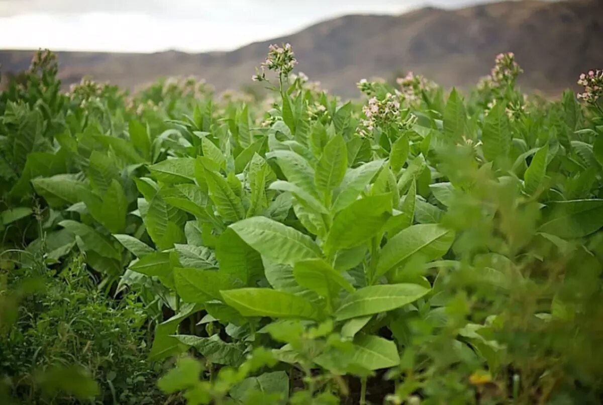 Табак махорка растение. Растение Nicotiana tabacum. Табак широколистный. Махорка куст.